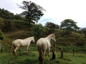 The property with the horses